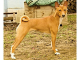 Basenji - z CHS Chanzo Cha Nile